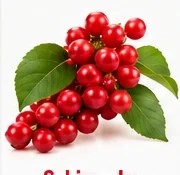 Schisandra ingredient illustration